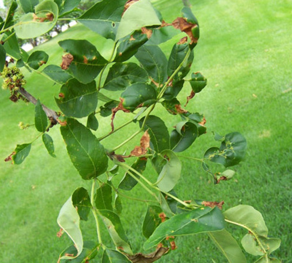 Anthracnose