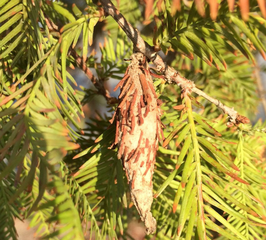 Bagworms