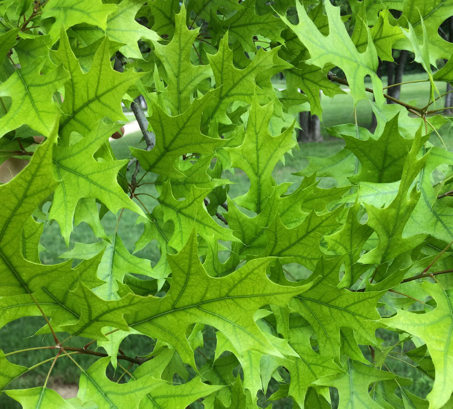 Chlorosis