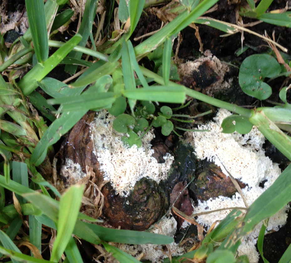 Cotton Root Rot