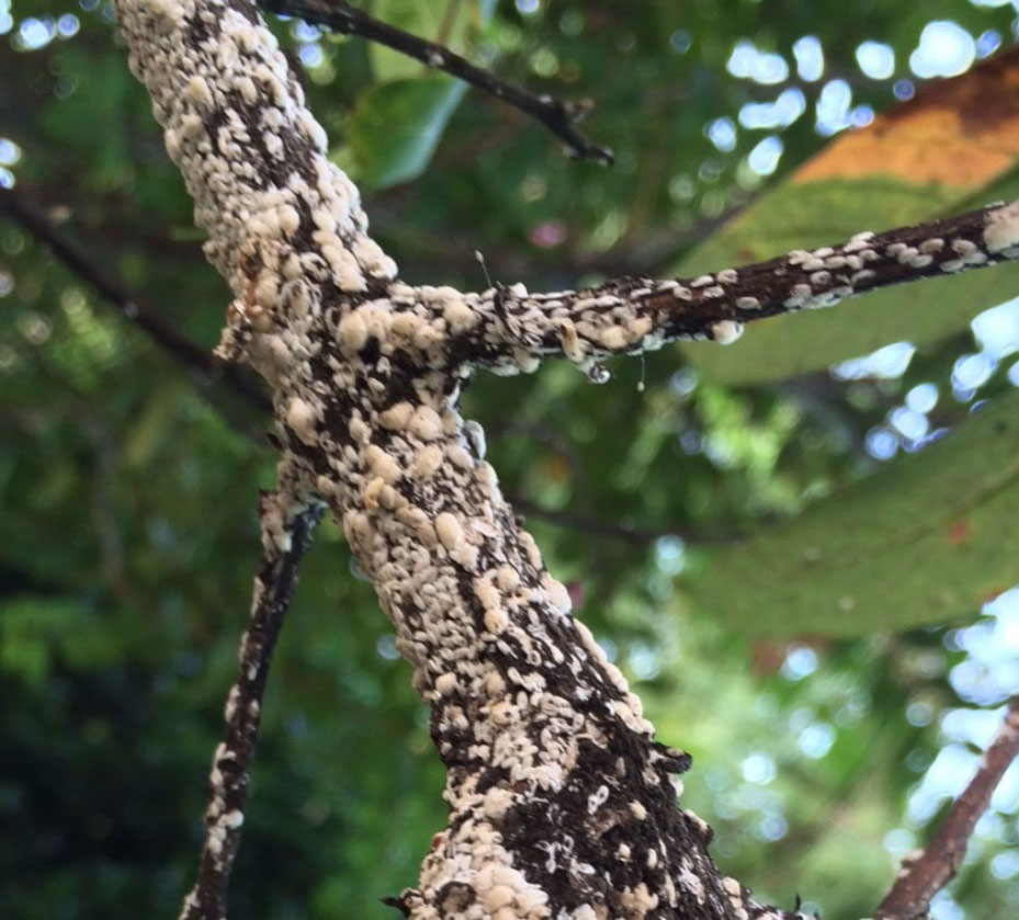 Crapemyrtle Bark Scales