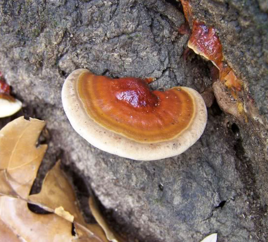 Ganoderma