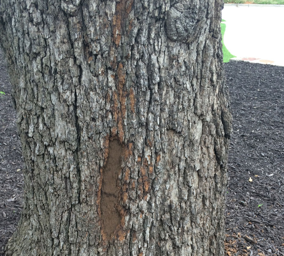 Hypoxylon Canker
