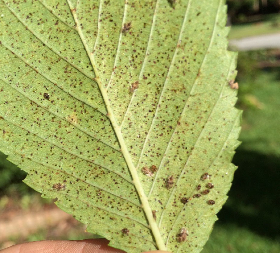 Lacebugs
