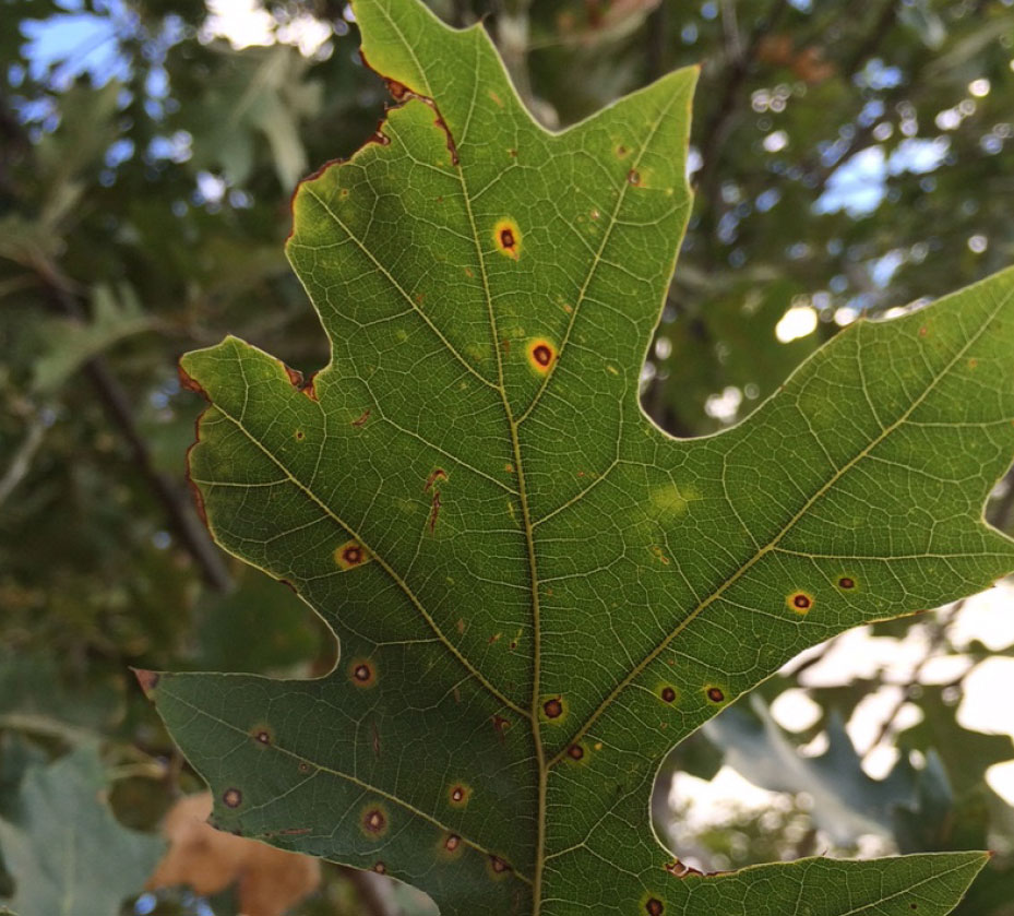 Leaf Spots