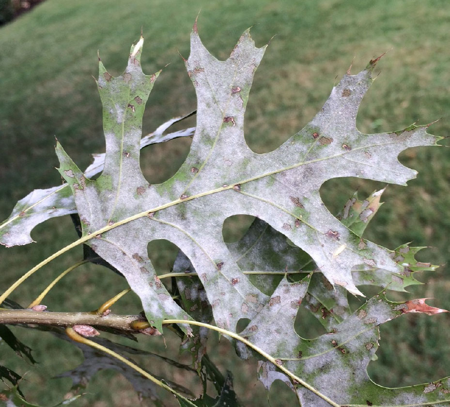 Powdery mildew 