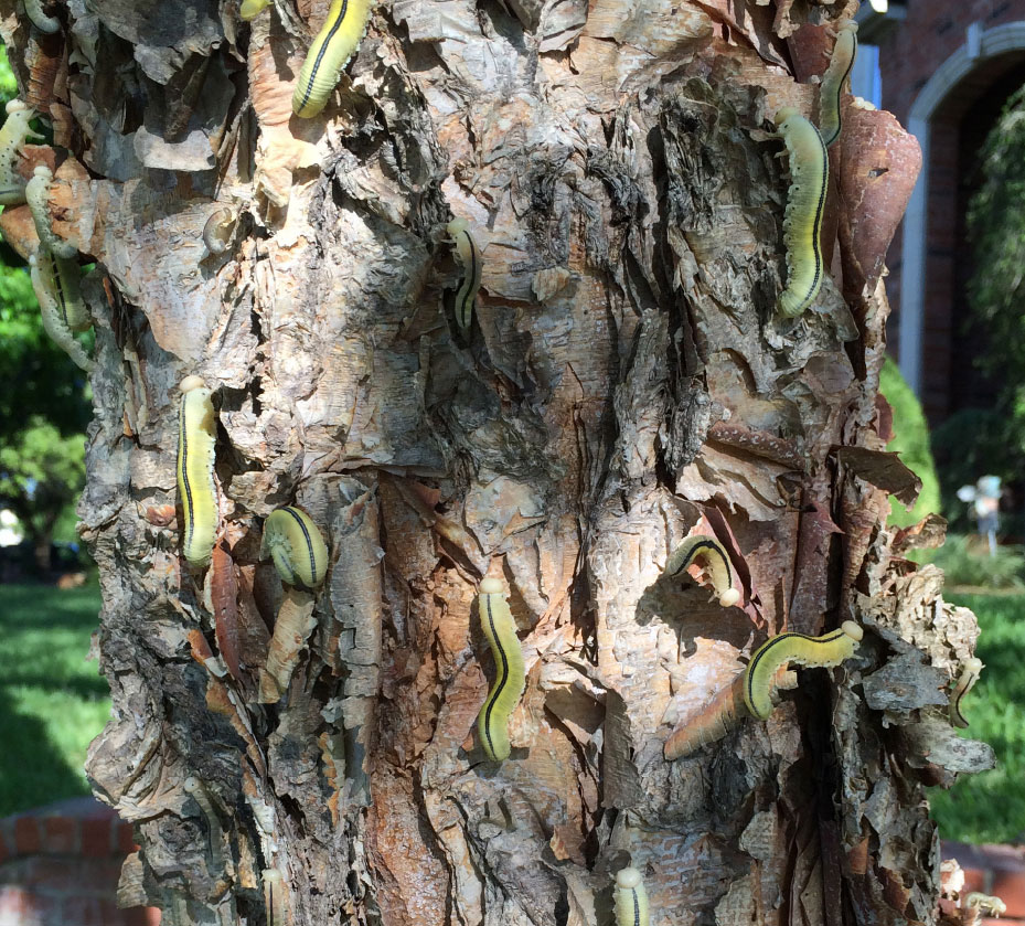 Sawfly Larvae 