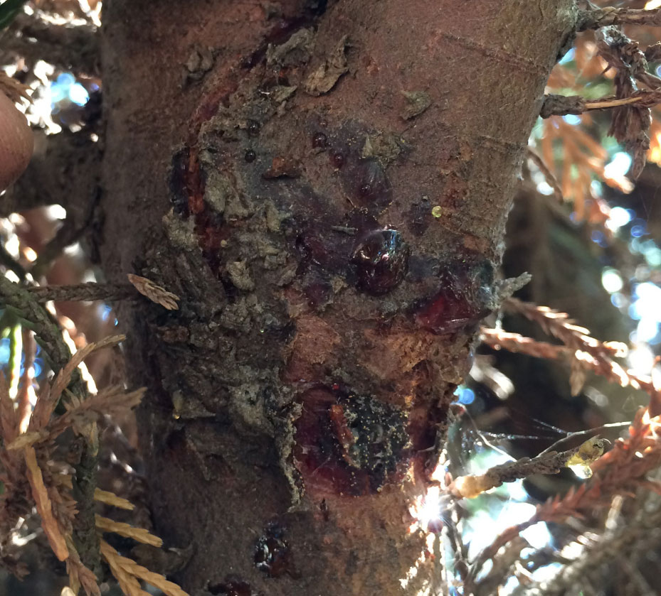 Seiridium Canker 