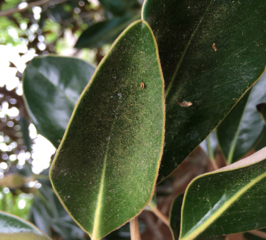 Spider Mites