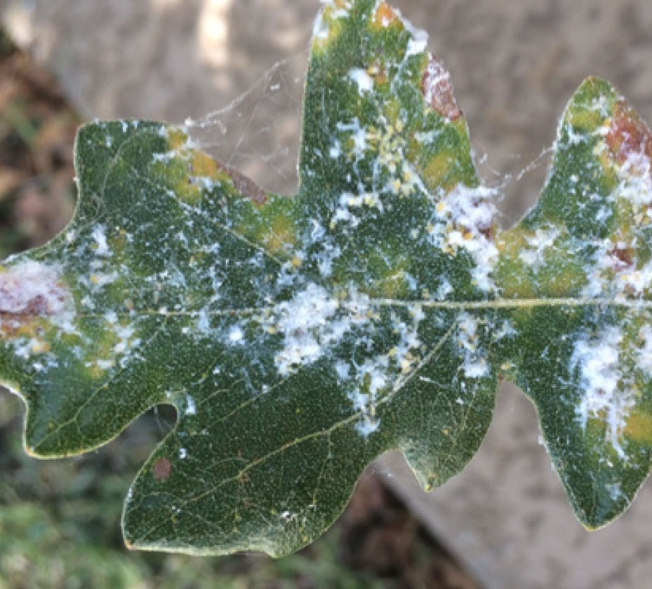 Woolly Aphids