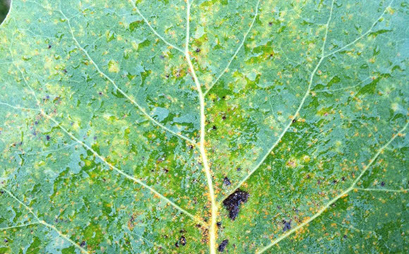 Tree Care Specialists