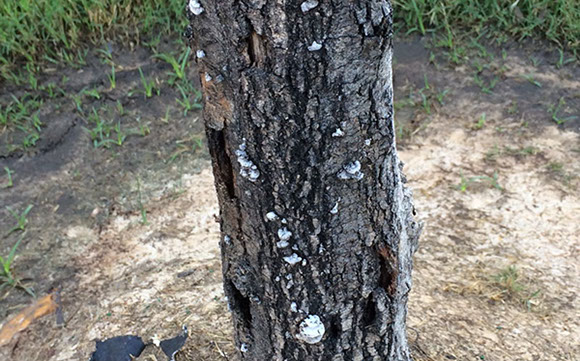 Tree Care Specialists