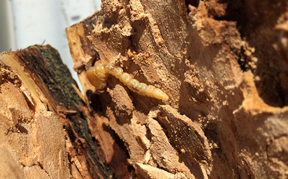 Tree Care Specialists