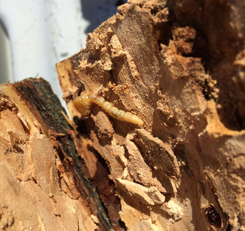 Tree Care Specialists
