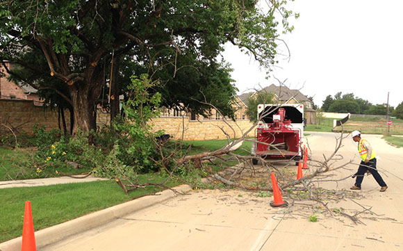 Tree Care Specialists