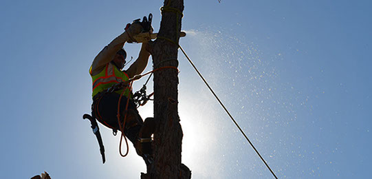 Tree Services - Southlake, TX