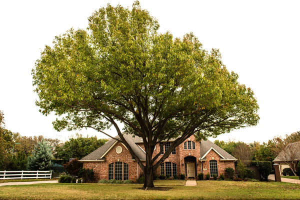 Tree Care Specialists