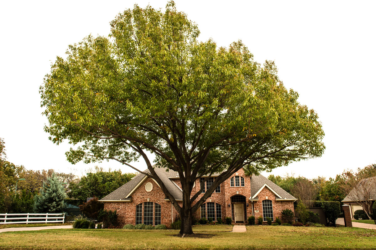 Tree Care Specialists