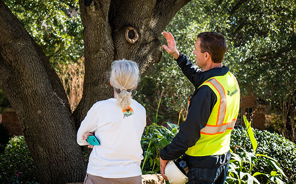 Tree Care Specialists
