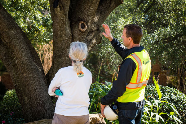 Tree Care Specialists