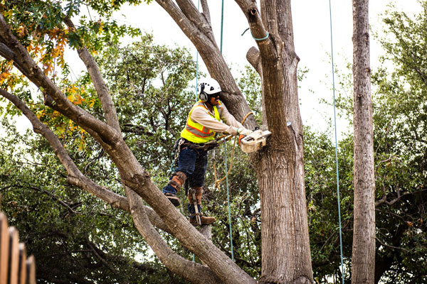 Tree Care Specialists