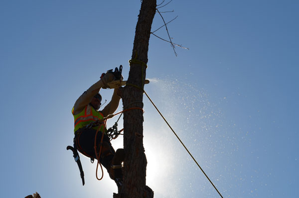 Tree Care Specialists