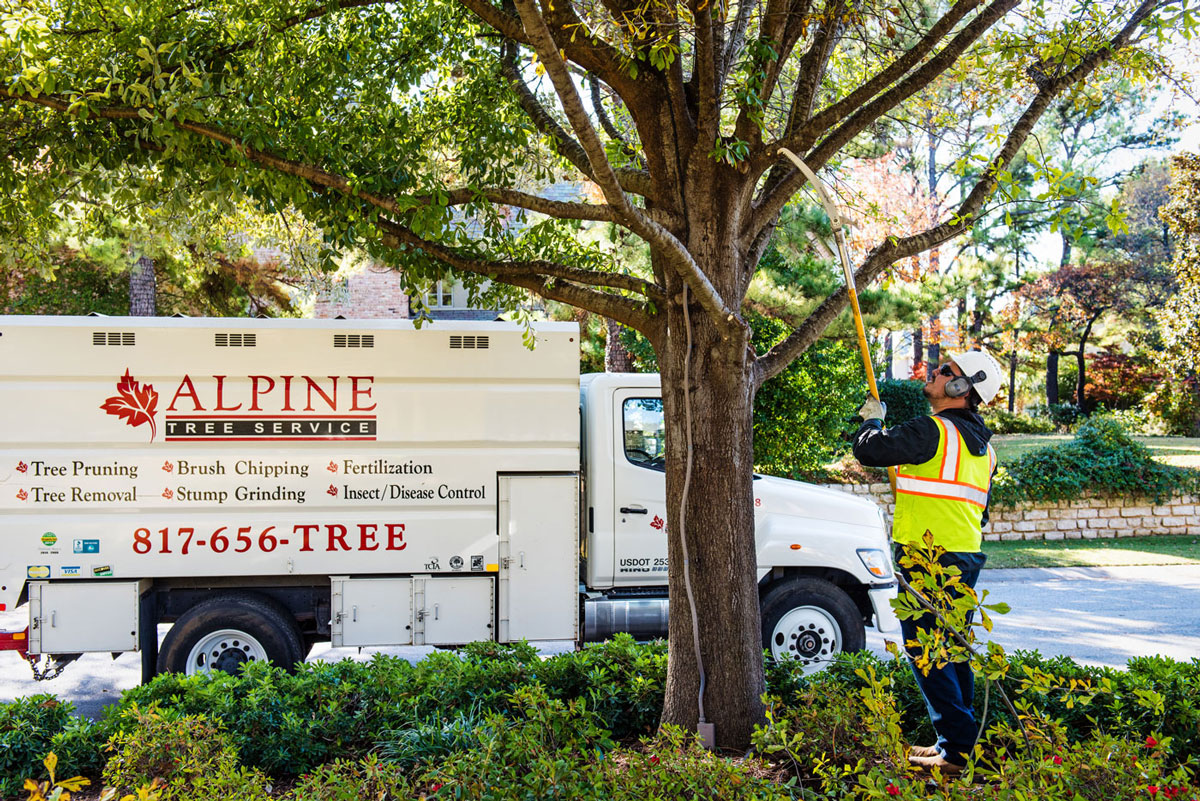 Tree Care Specialists