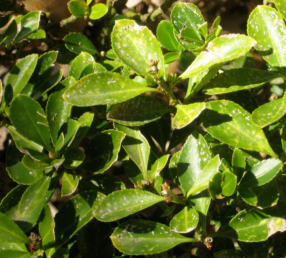 Alpine Tree Service