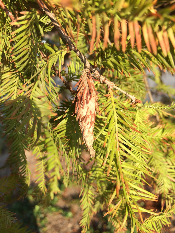 Alpine Tree Service