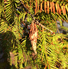 Alpine Tree Service
