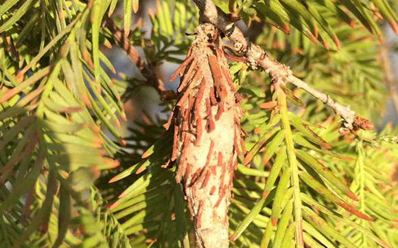 Tree Care Specialists