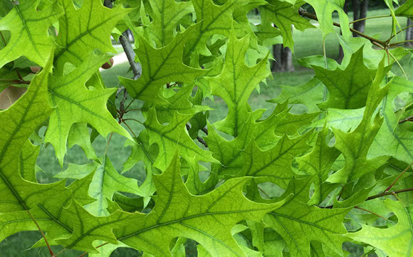 Tree Care Specialists