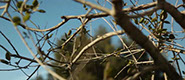 Tree Care Specialists