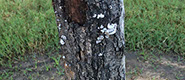 Tree Care Specialists
