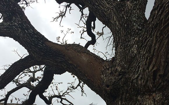 Tree Care Specialists