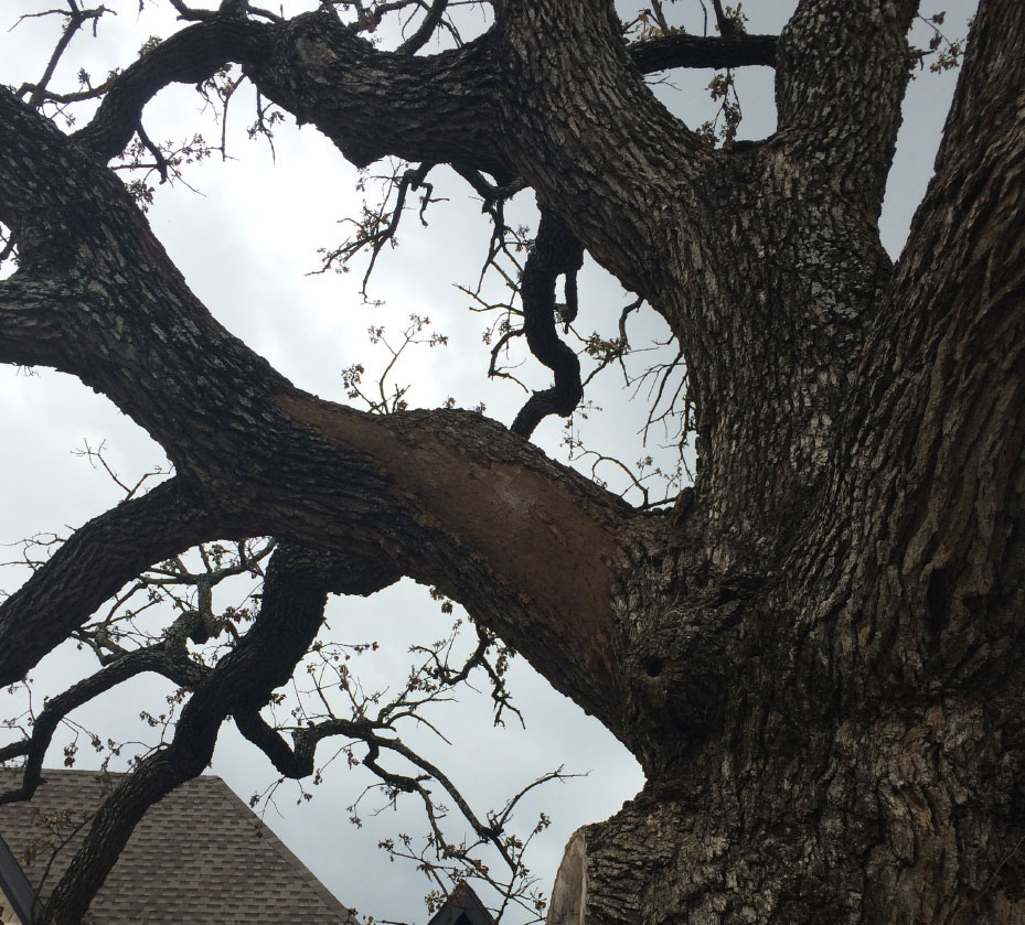 Tree Care Specialists