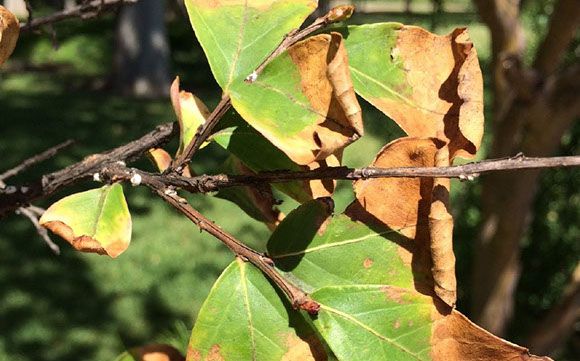 Tree Care Specialists