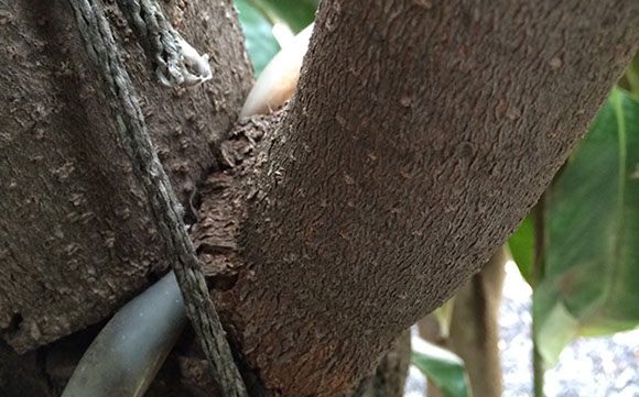 Tree Care Specialists