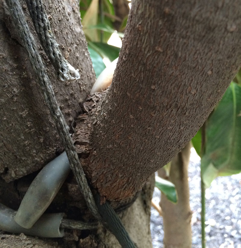 Tree Care Specialists