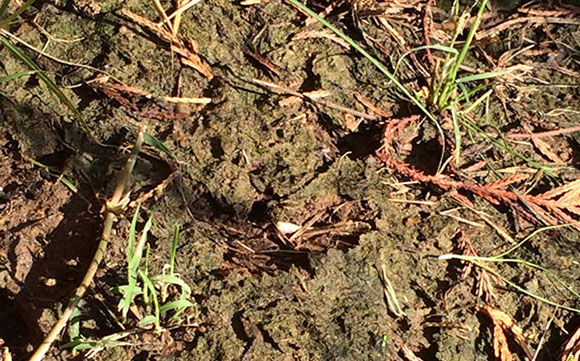 Tree Care Specialists