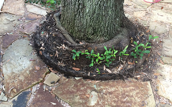 Tree Care Specialists