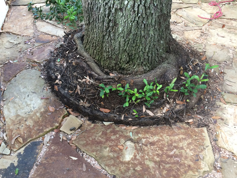 Tree Care Specialists