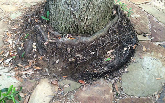 Tree Care Specialists