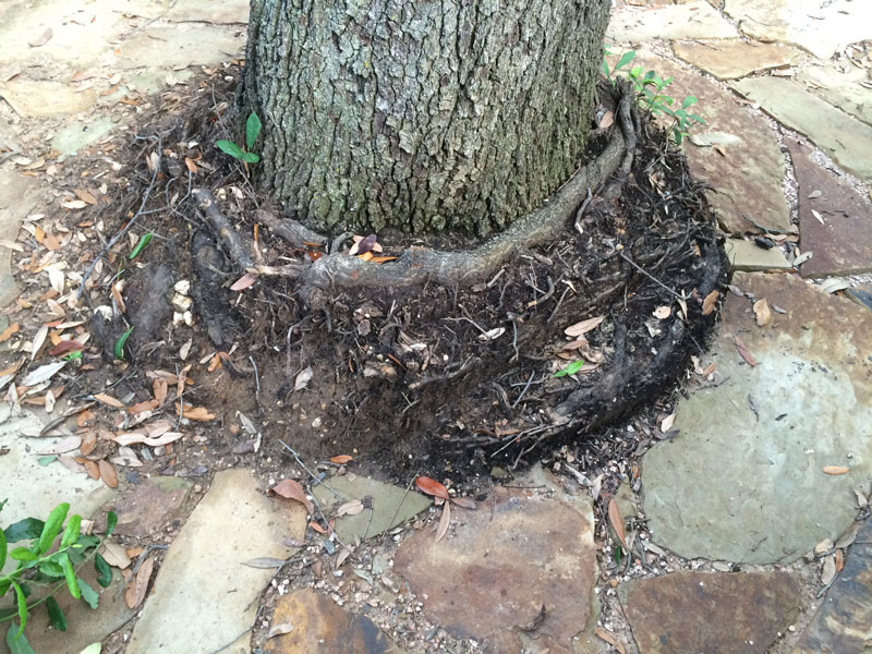 Tree Care Specialists
