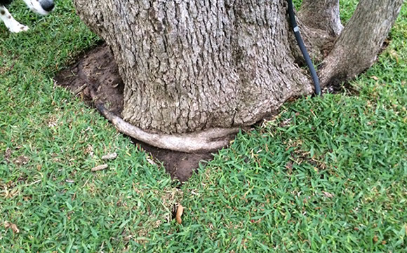 Tree Care Specialists