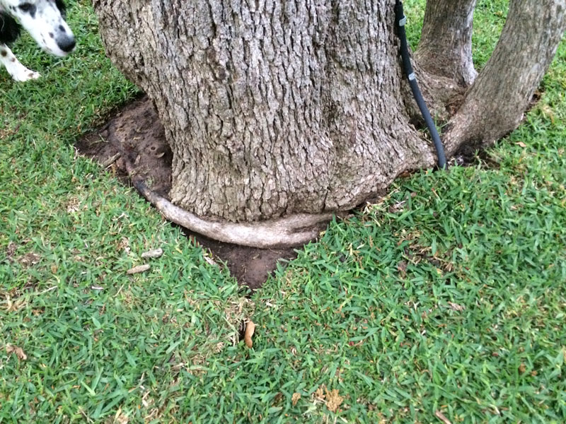 Tree Care Specialists