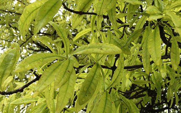 Tree Care Specialists