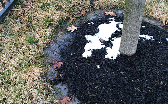 Tree Care Specialists