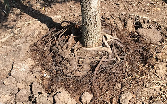 Tree Care Specialists