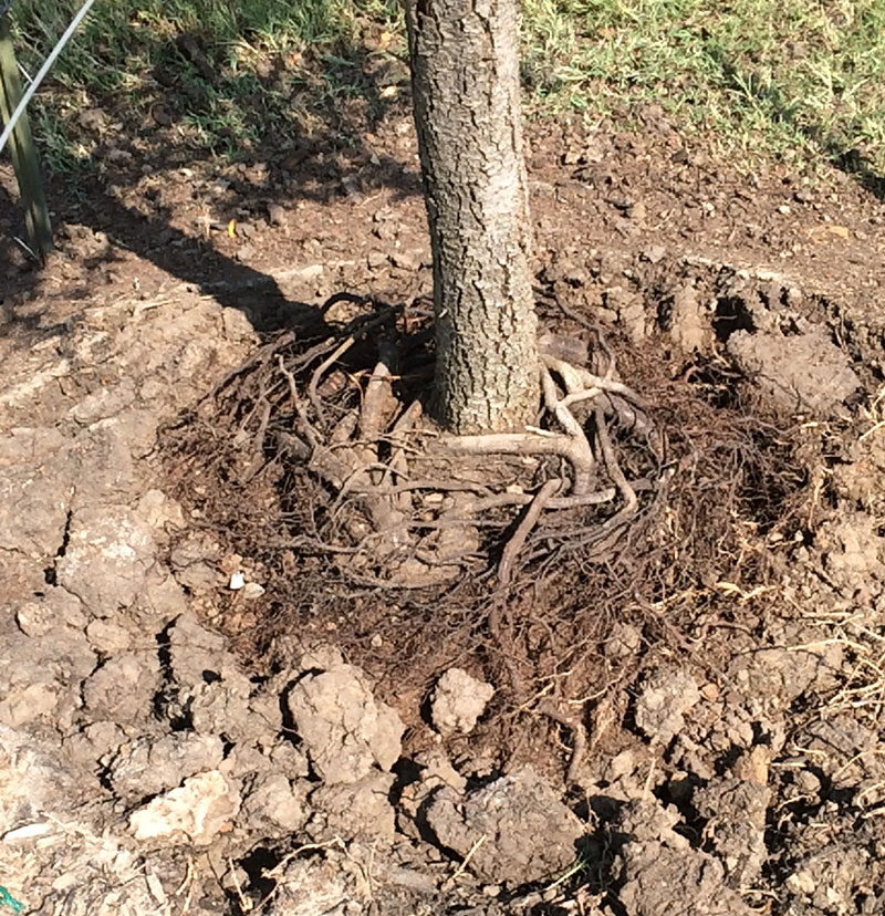 Tree Care Specialists